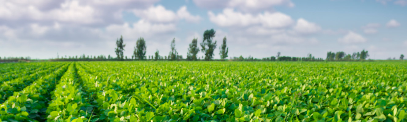 Field of green crops.